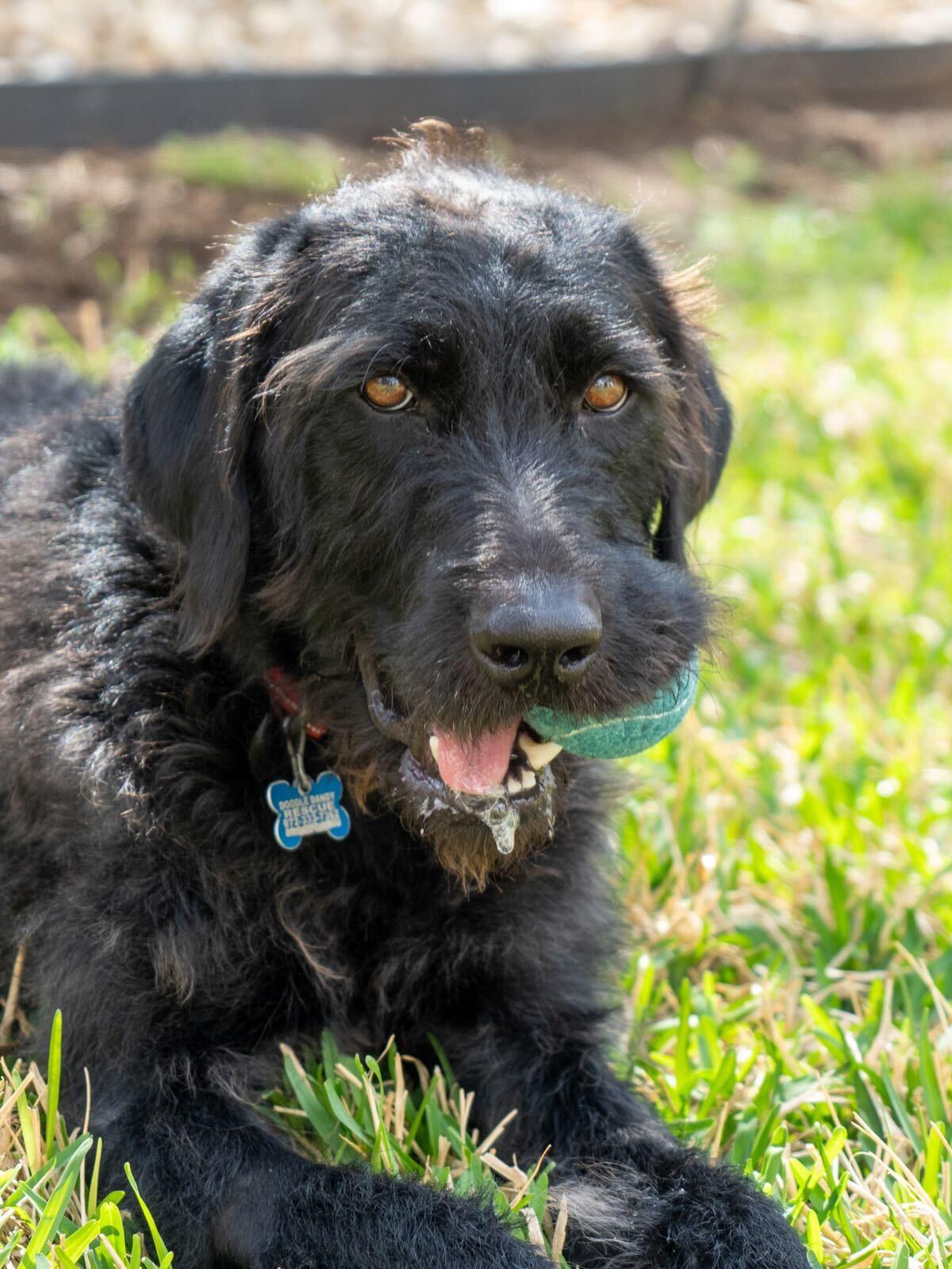 Enlarge Teddie, an adopted Labradoodle in Garland, TX image 1/5