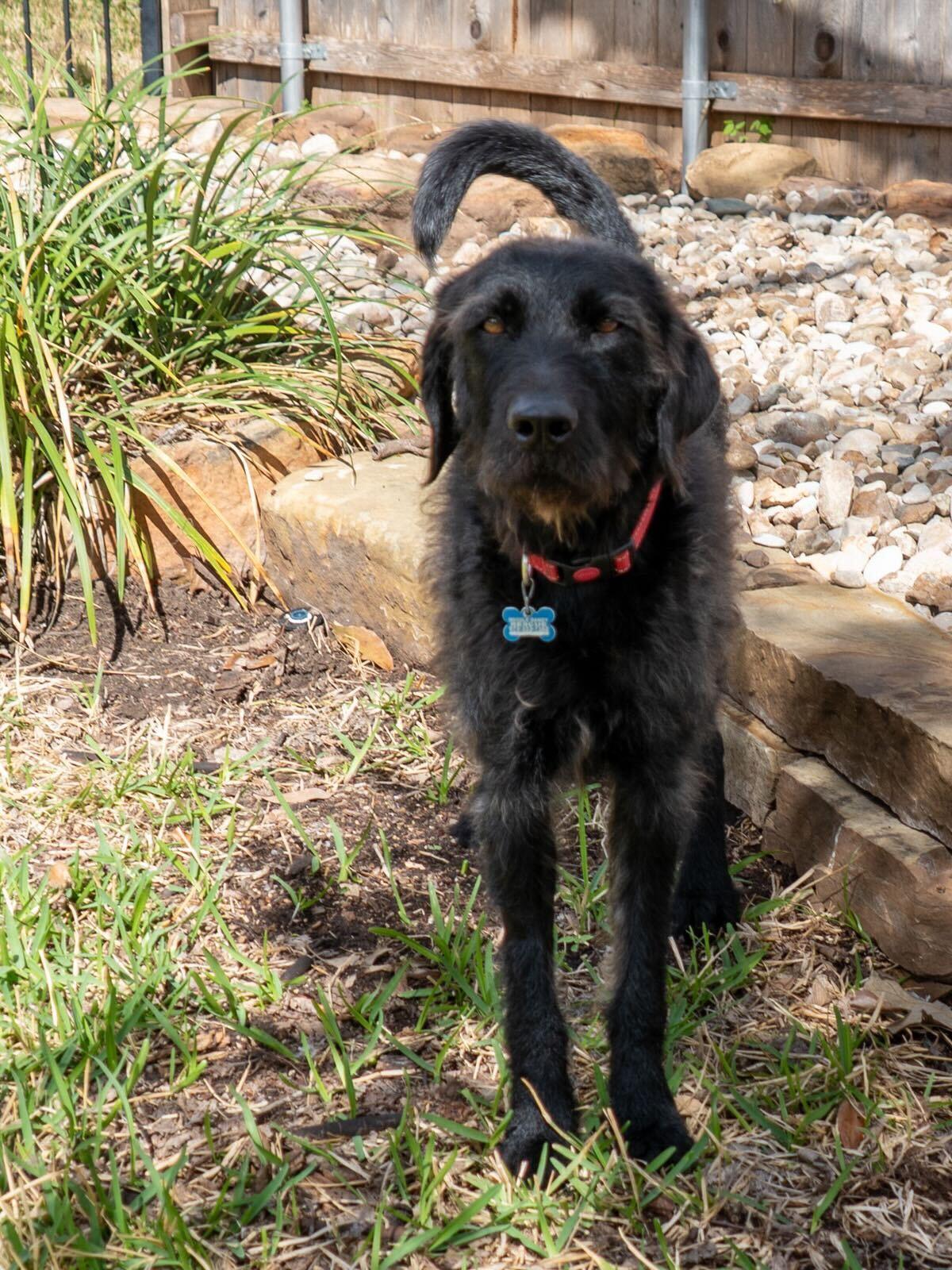 Enlarge Teddie, an adopted Labradoodle in Garland, TX image 3/5