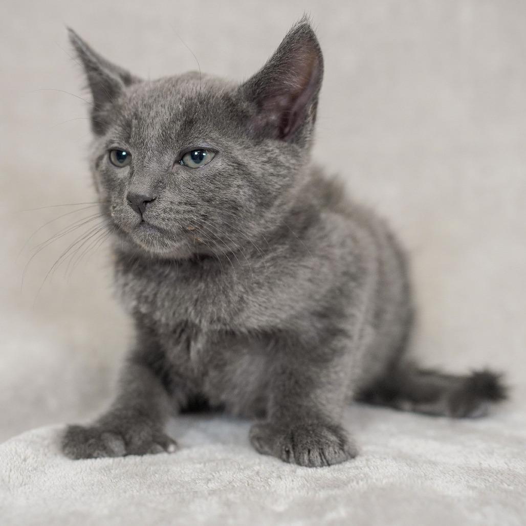 Michelangelo (Orange Collar), Adoptable, Kitten Male Domestic Short Hair & Russian Blue.