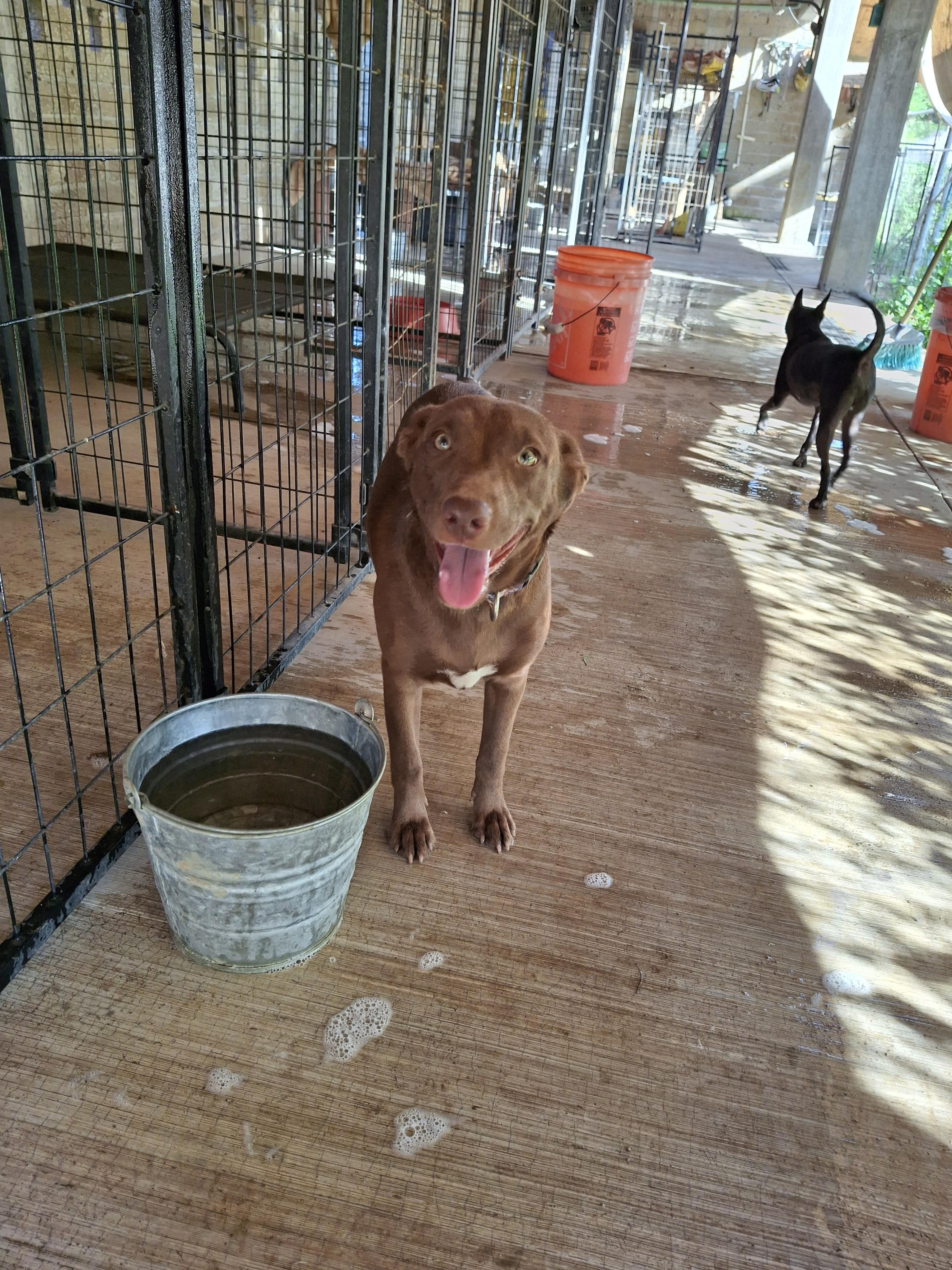 Enlarge Natalie, a ADOPTABLE mixed breed in Vancouver, BC image 3/6