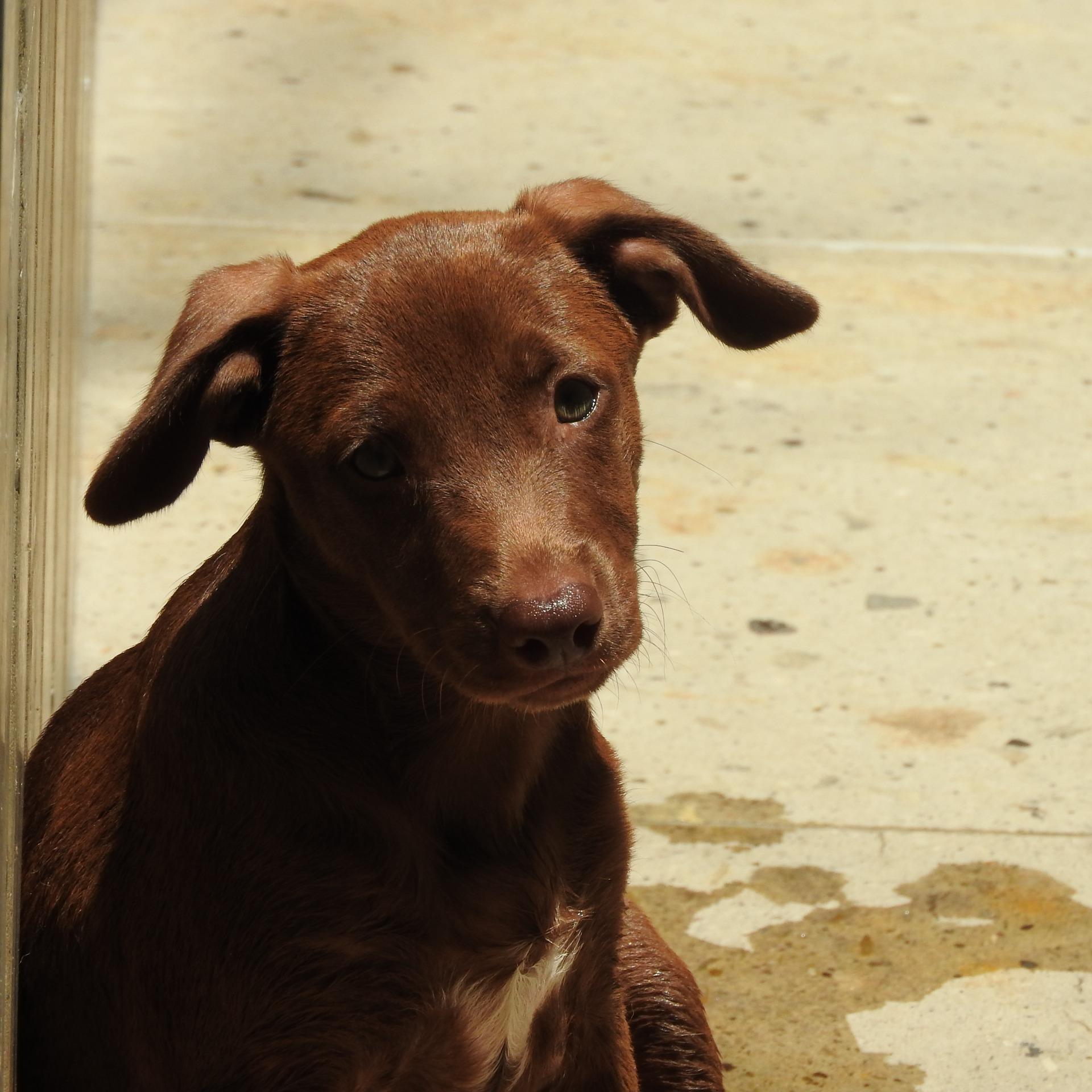 Natalie, ADOPTABLE, Young Female Chocolate Labrador Retriever.