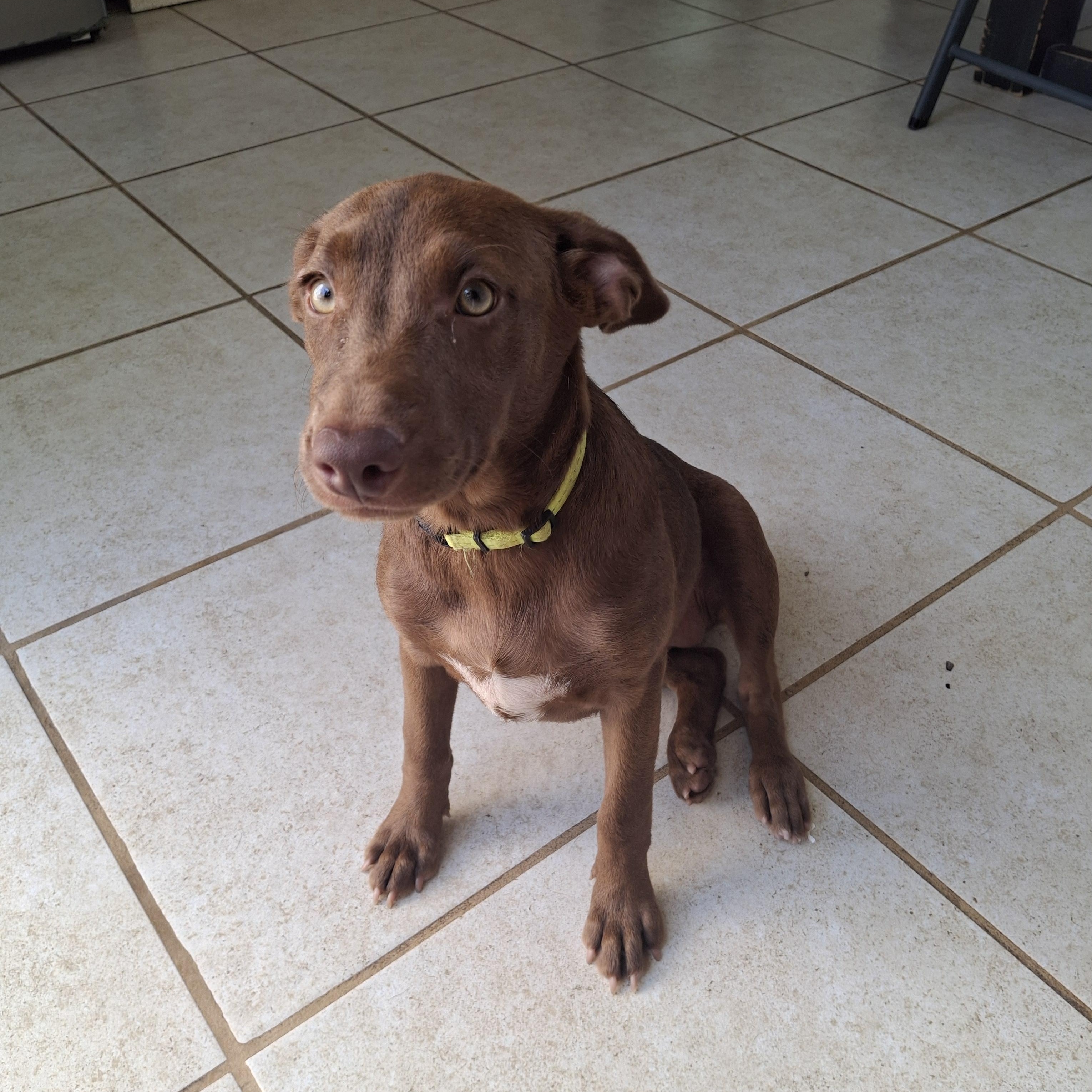 Enlarge Natalie, a ADOPTABLE mixed breed in Vancouver, BC image 2/6