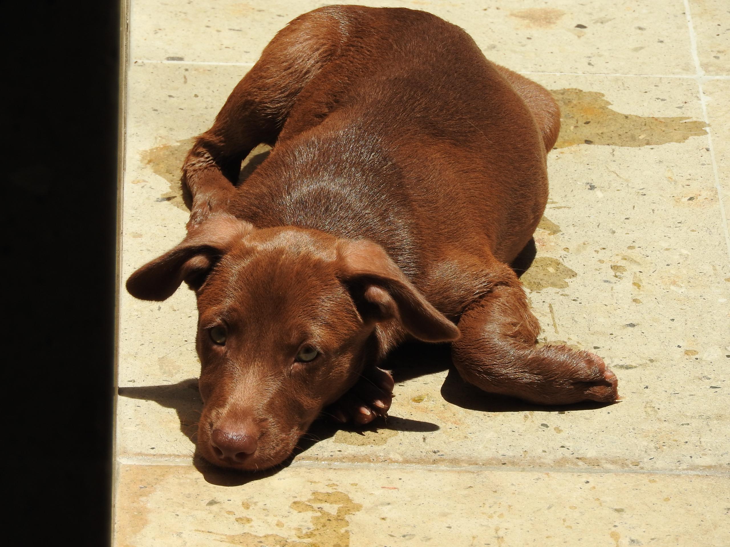 Enlarge Natalie, a ADOPTABLE mixed breed in Vancouver, BC image 6/6