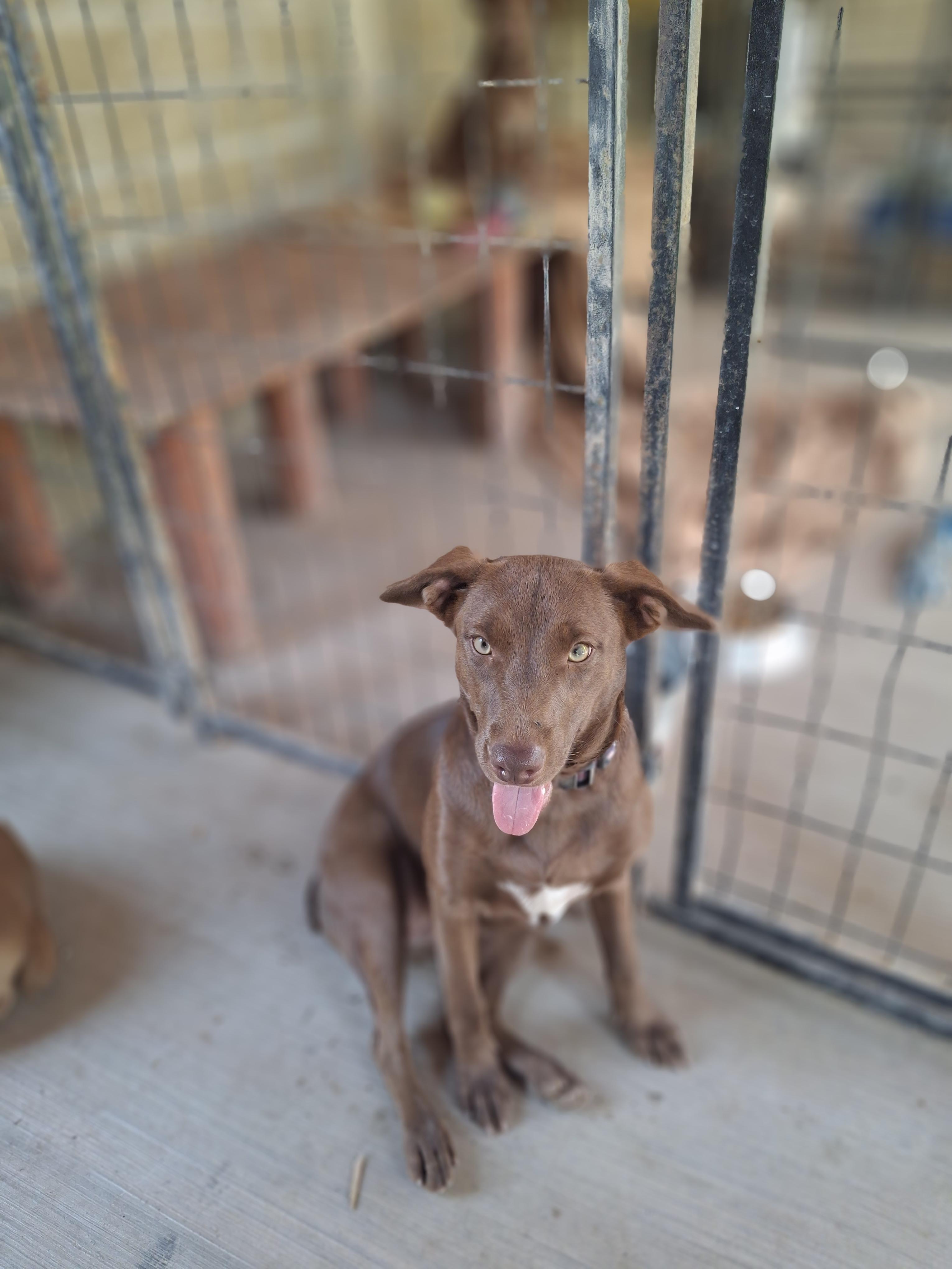 Enlarge Natalie, a ADOPTABLE mixed breed in Vancouver, BC image 4/6