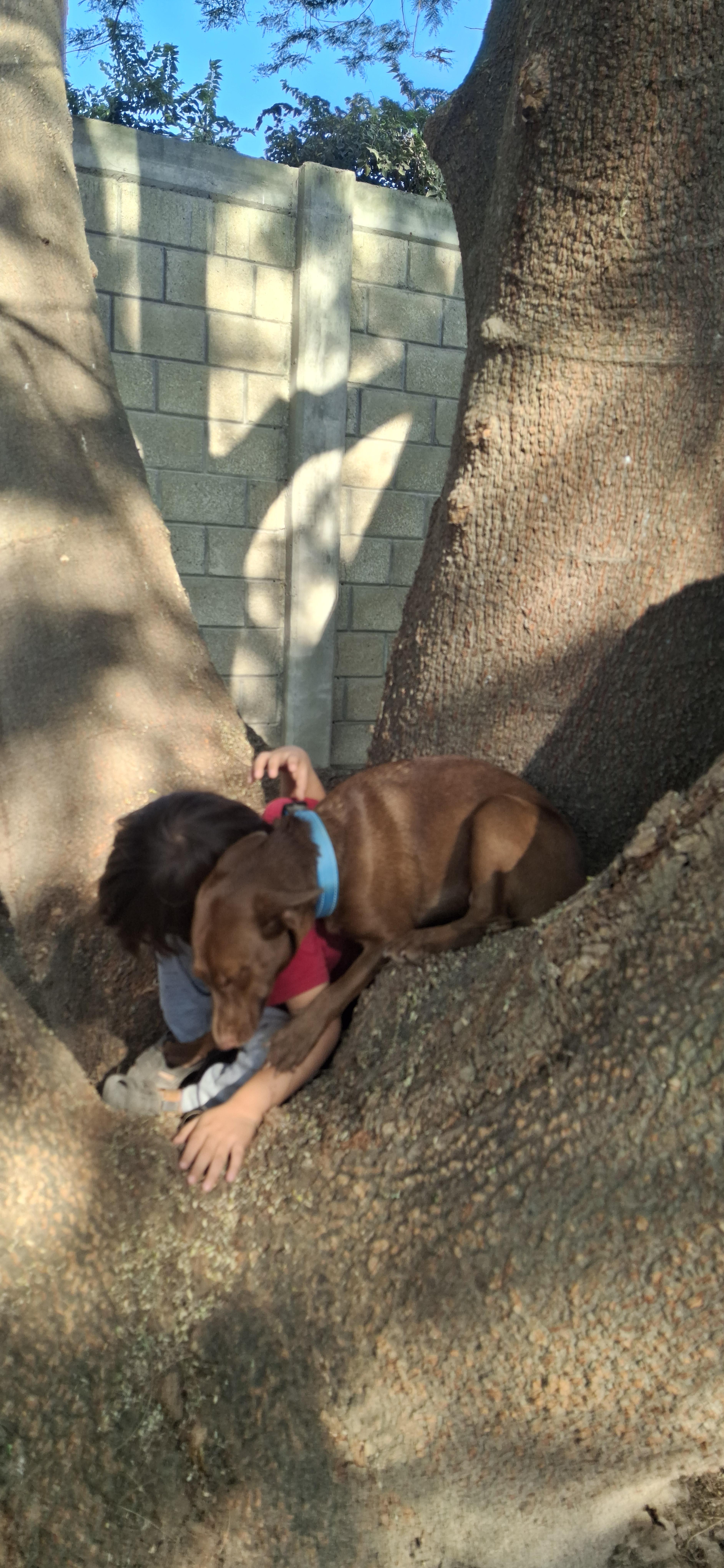 Enlarge Natalie, a ADOPTABLE mixed breed in Vancouver, BC image 5/6