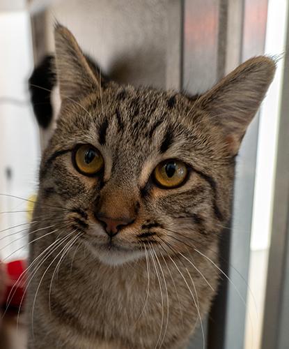 Fallon, ADOPTABLE, Young Female Domestic Short Hair.