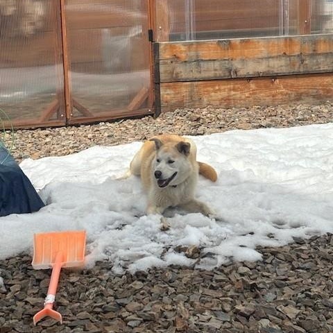 May, an adoptable Husky, German Shepherd Dog in Driggs, ID, 83422 | Photo Image 1