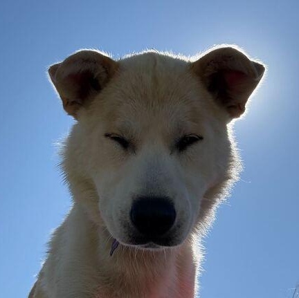 May, an adoptable Husky, German Shepherd Dog in Driggs, ID, 83422 | Photo Image 5