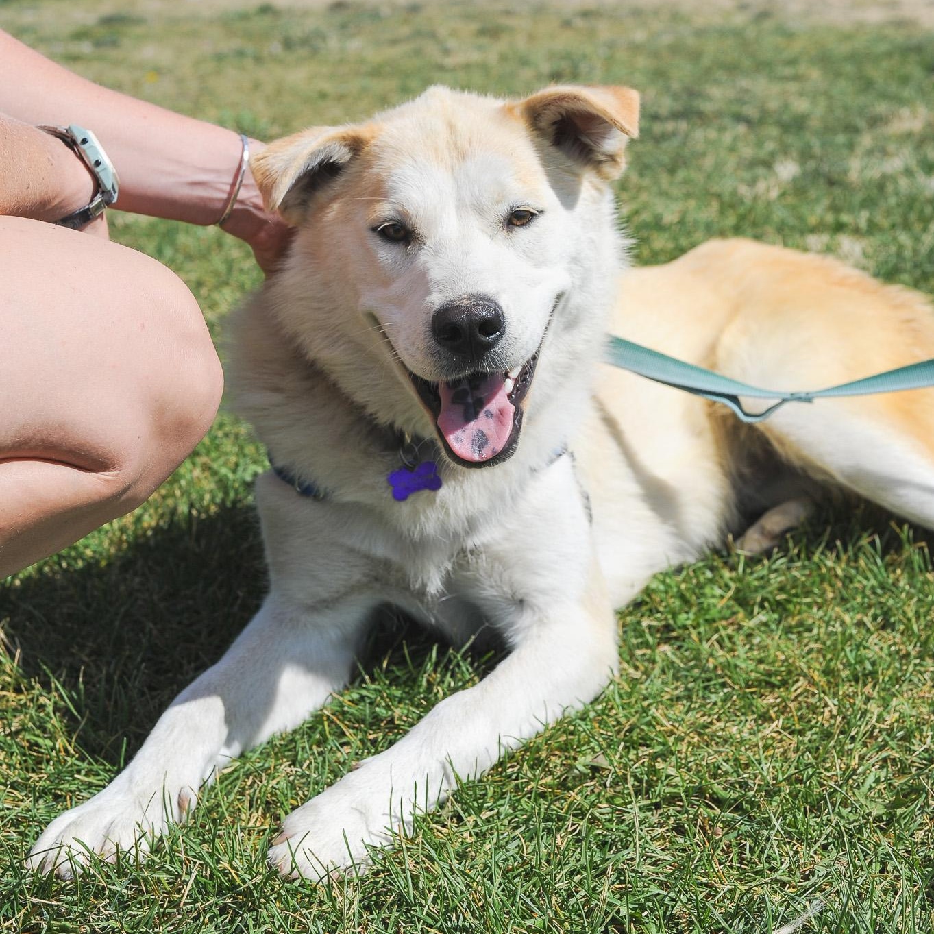 May, an adoptable Husky, German Shepherd Dog in Driggs, ID, 83422 | Photo Image 2