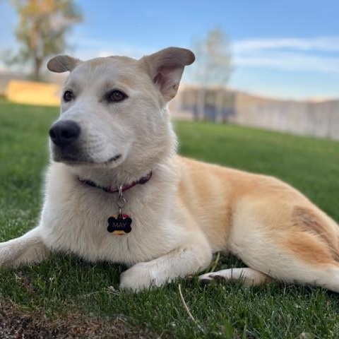 May, Adoptable, Young Female Husky & German Shepherd Dog.