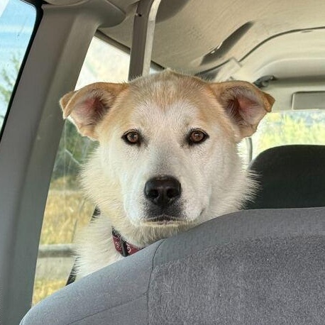 May, an adoptable Husky, German Shepherd Dog in Driggs, ID, 83422 | Photo Image 3