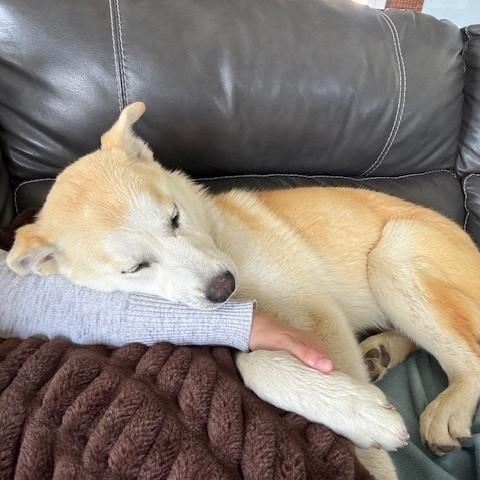 Enlarge May, an adopted mixed breed in Driggs, ID image 6/6