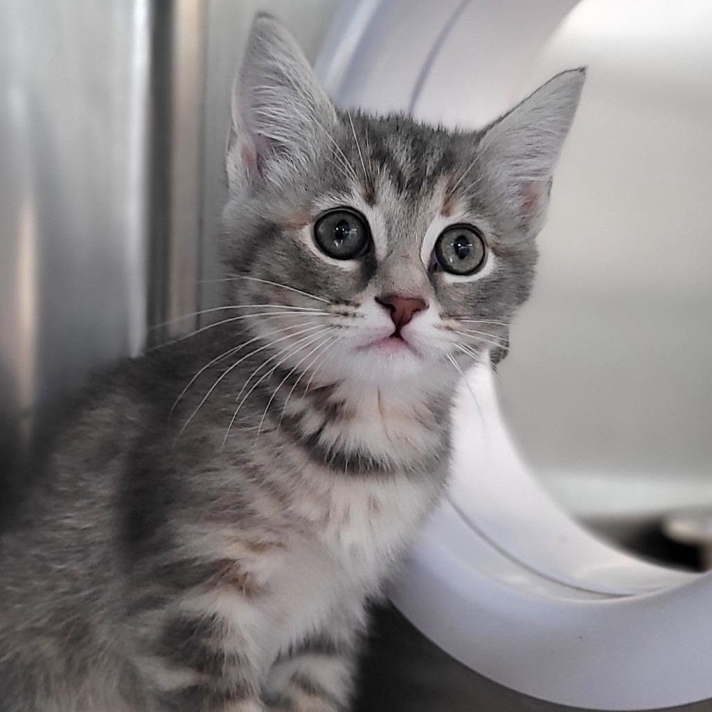 Irene (ON ADOPTION HOLD), ADOPTABLE, Kitten Female Domestic Short Hair.