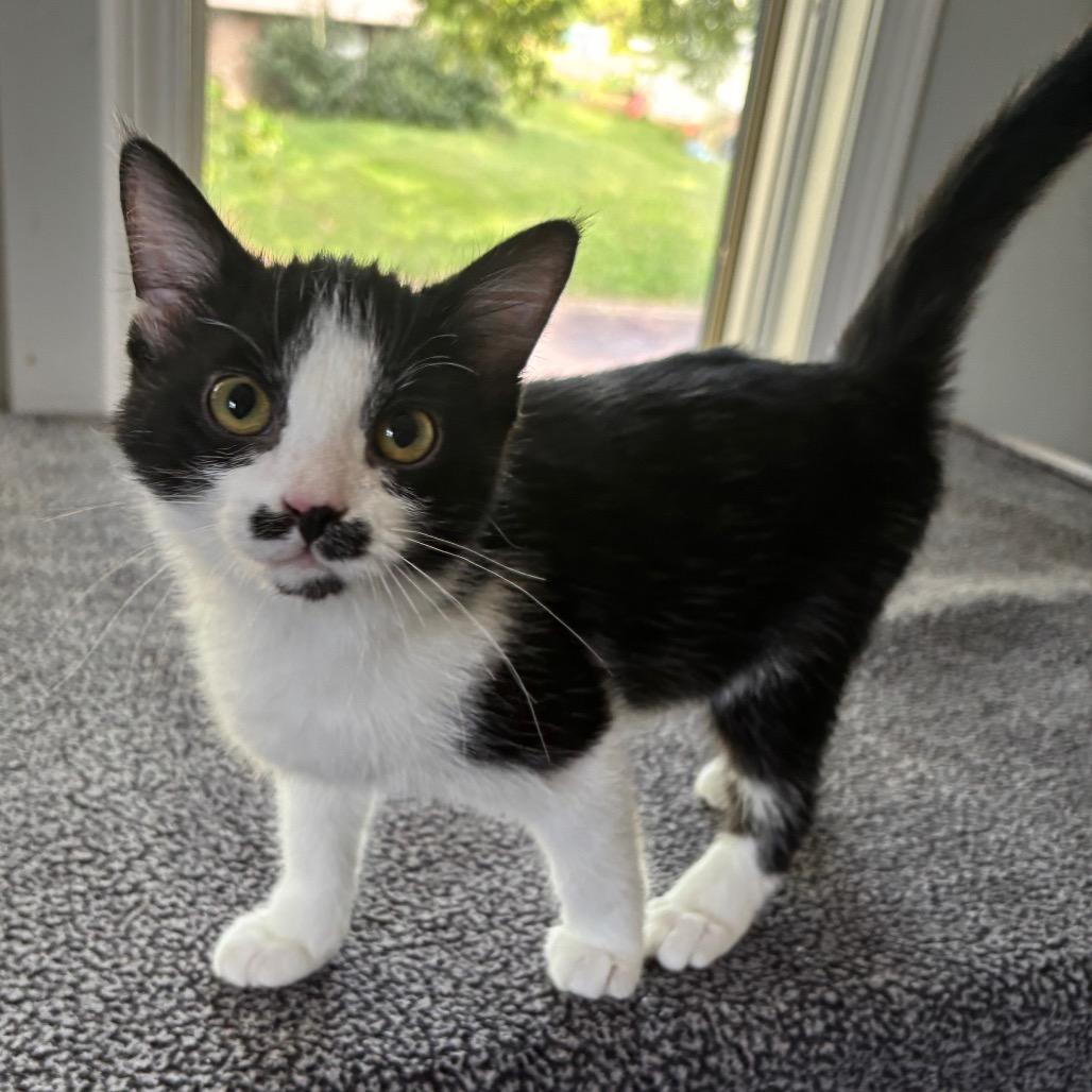 Enlarge Colonel, a Adoptable Domestic Short Hair in Columbia, MO image 1/1