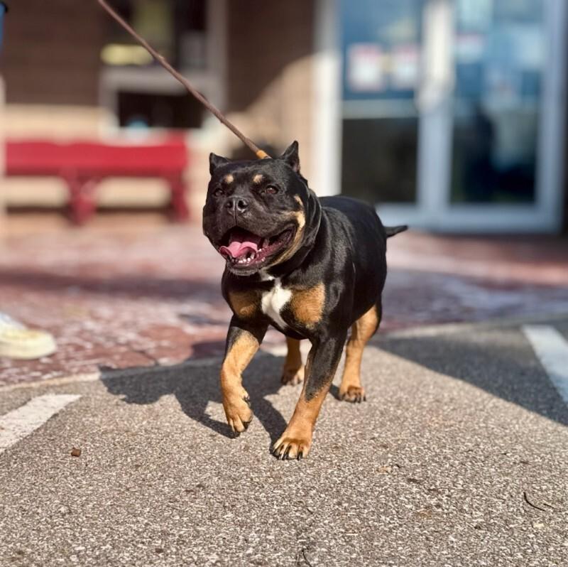 Rockie, Adoptable, Adult Female Mixed Breed.