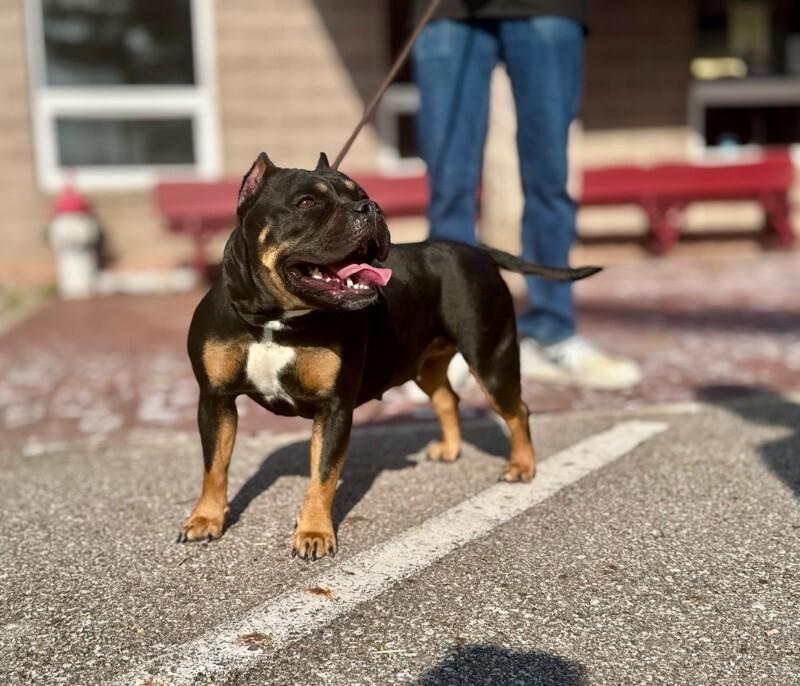Rockie, a Adoptable Mixed Breed in Wooster, OH image 2/3
