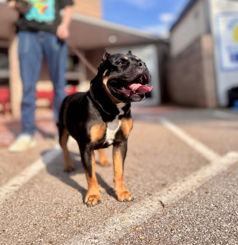 Rockie, a Adoptable Mixed Breed in Wooster, OH image 3/3