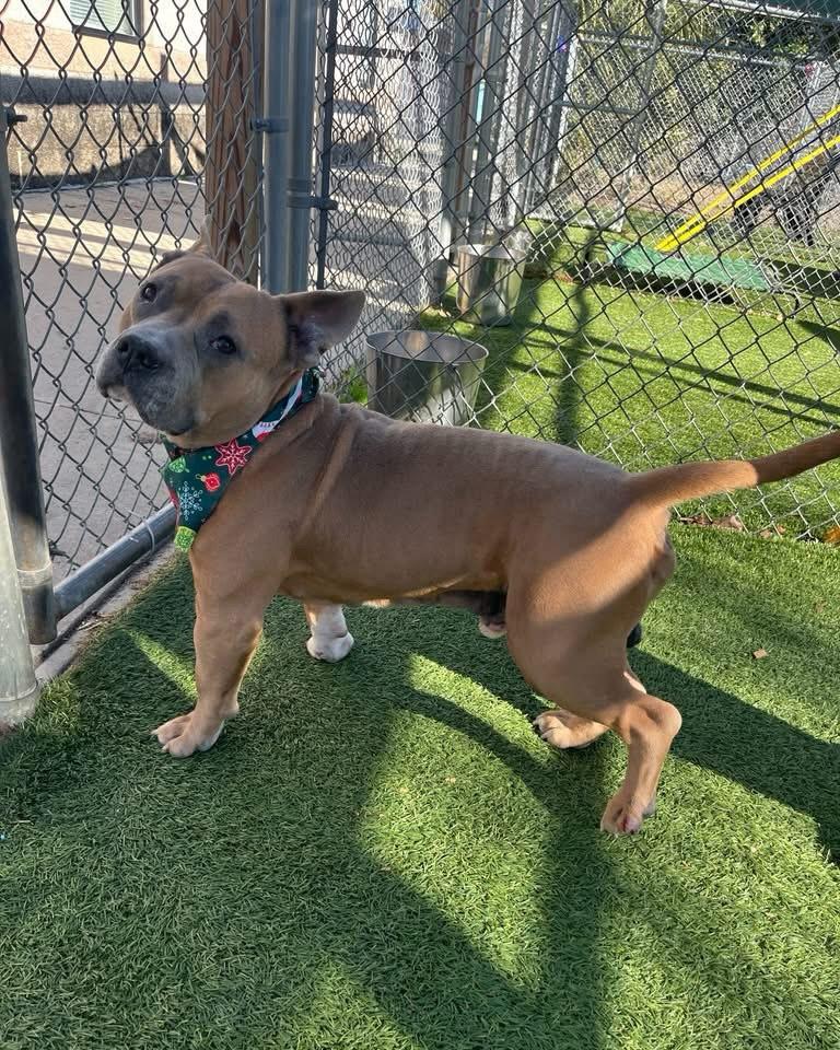 Cody, a ADOPTABLE mixed breed in St. Albans, VT image 4/4