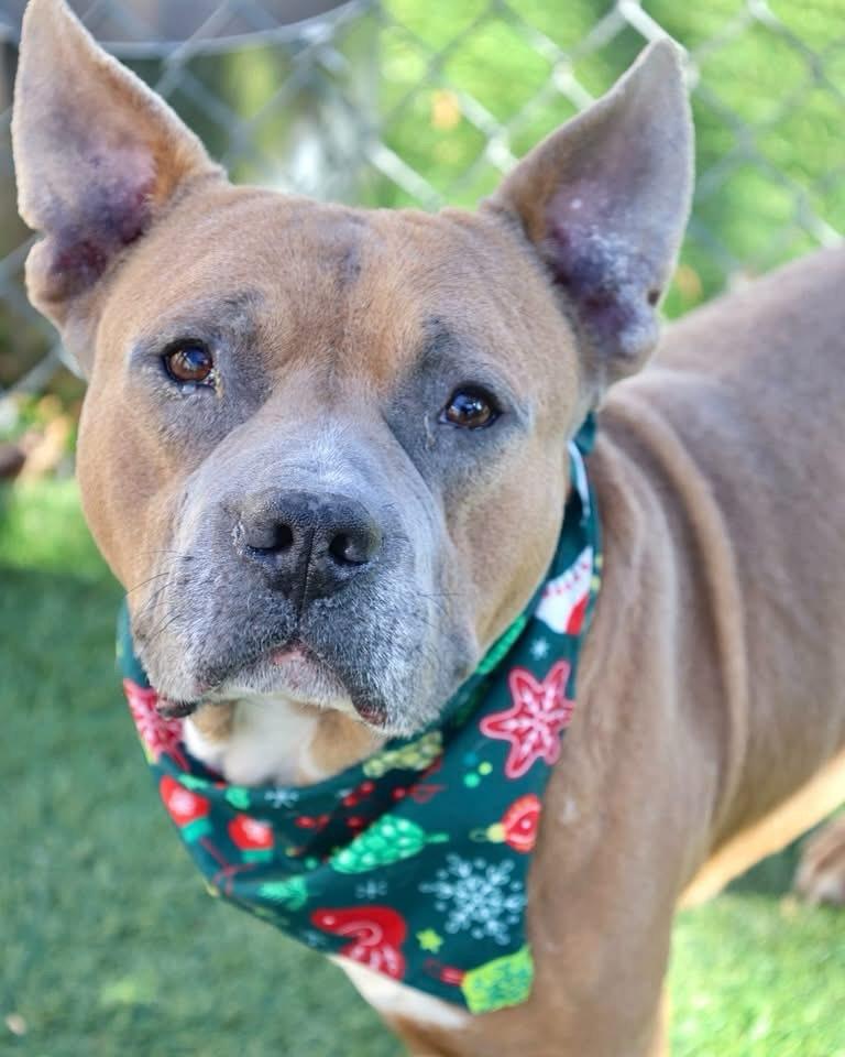 Cody, a ADOPTABLE mixed breed in St. Albans, VT image 2/4