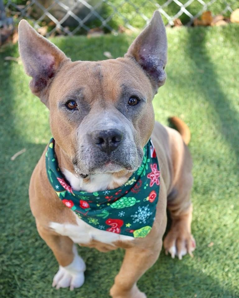 Cody, ADOPTABLE, Adult Male Mixed Breed.