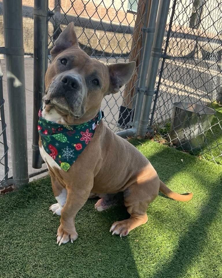 Cody, a ADOPTABLE mixed breed in St. Albans, VT image 3/4