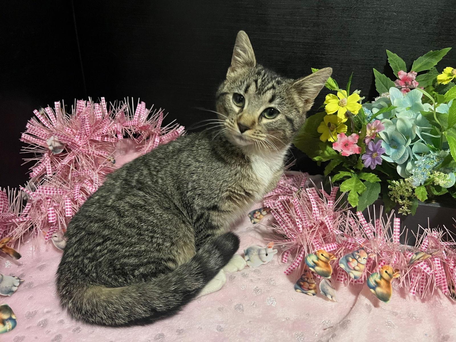 Ginger, Adopted, Young Female Tabby & Domestic Short Hair.