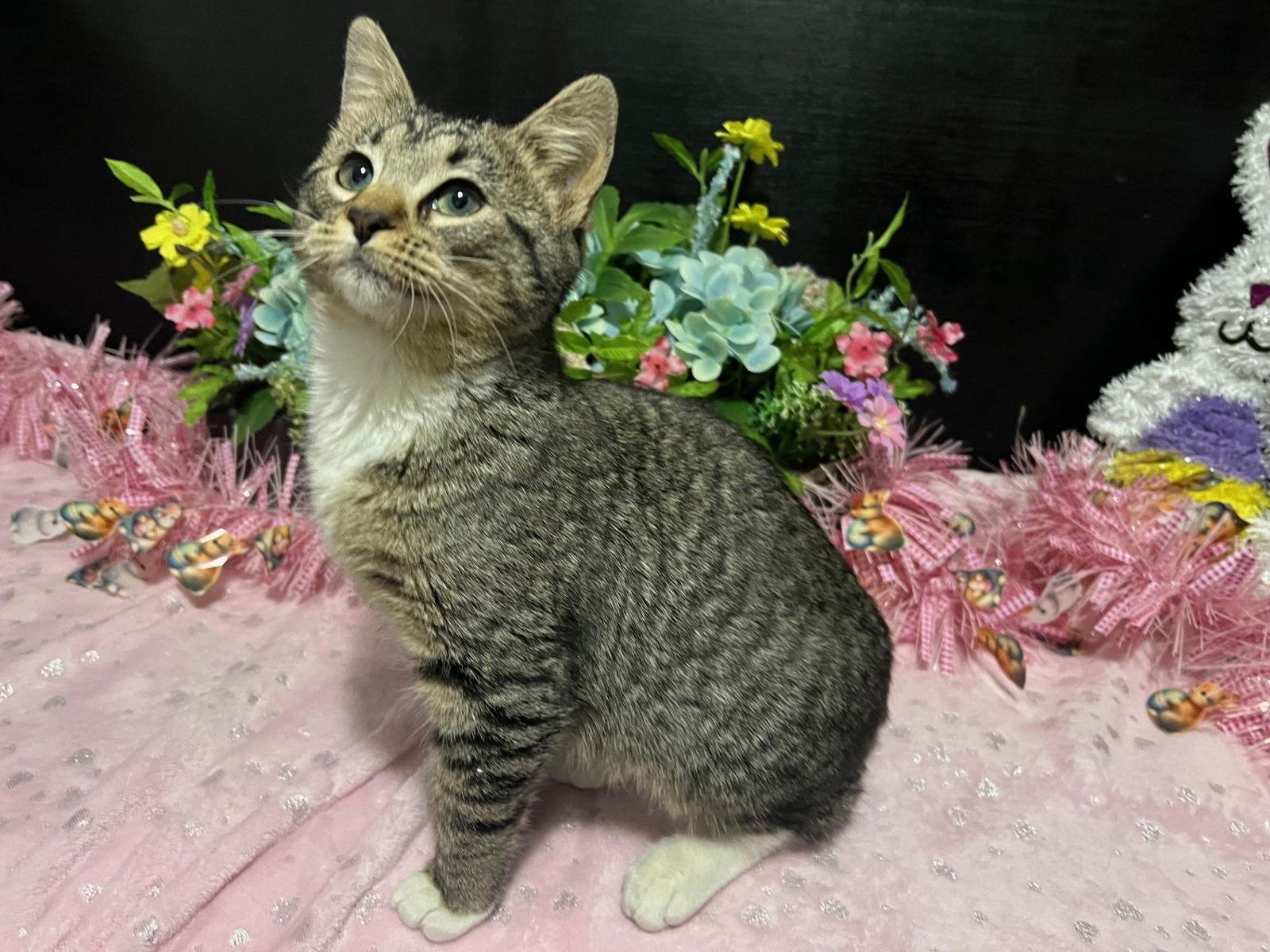 Ginger, a Adopted mixed breed in Fayetteville, GA image 2/3