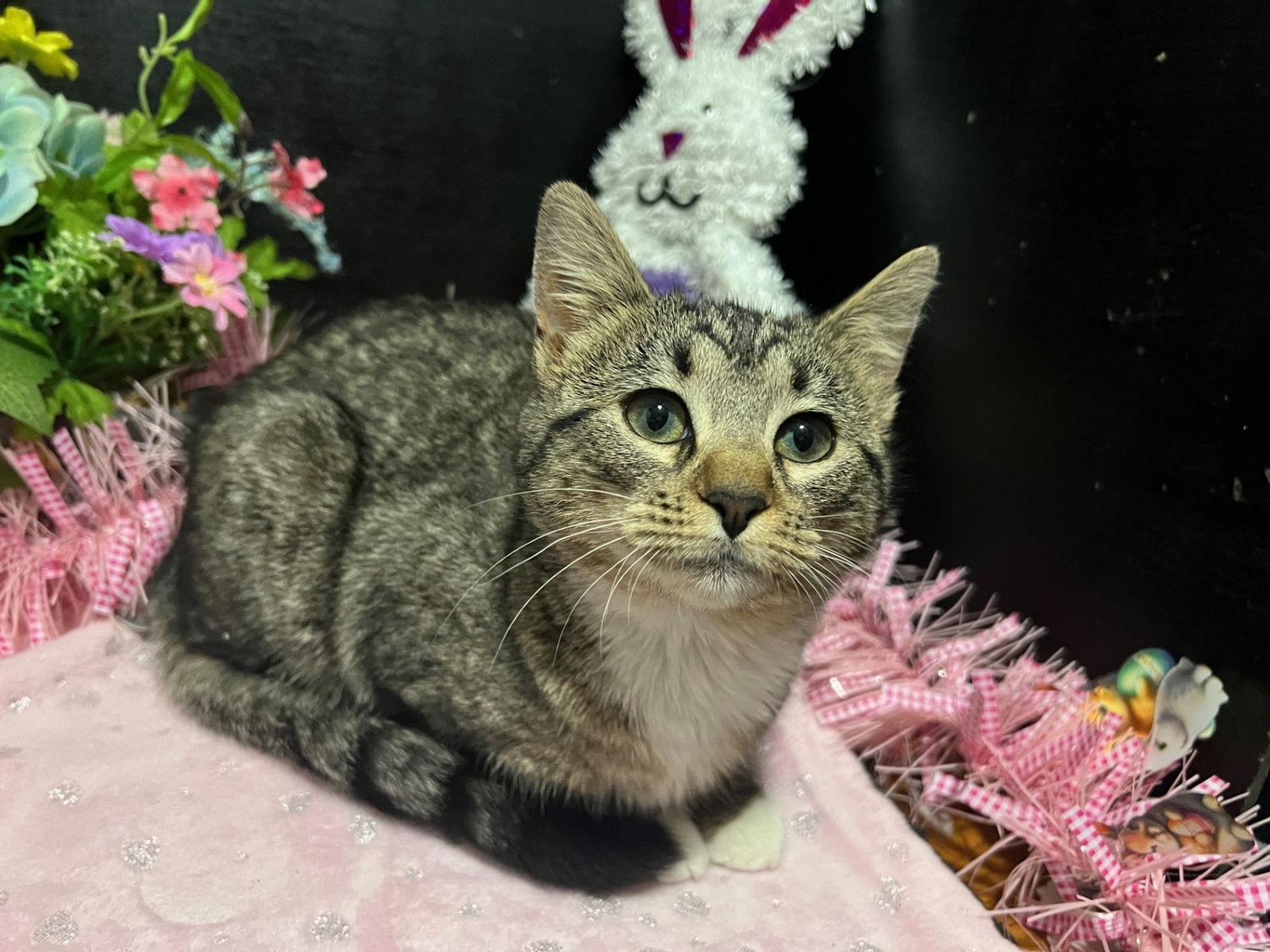 Ginger, a Adopted mixed breed in Fayetteville, GA image 3/3