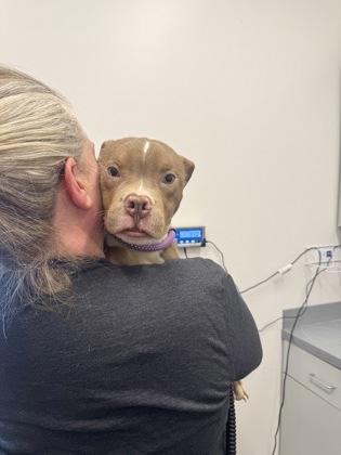 Enlarge Rory, an adopted mixed breed in Cleveland, OH image 2/6