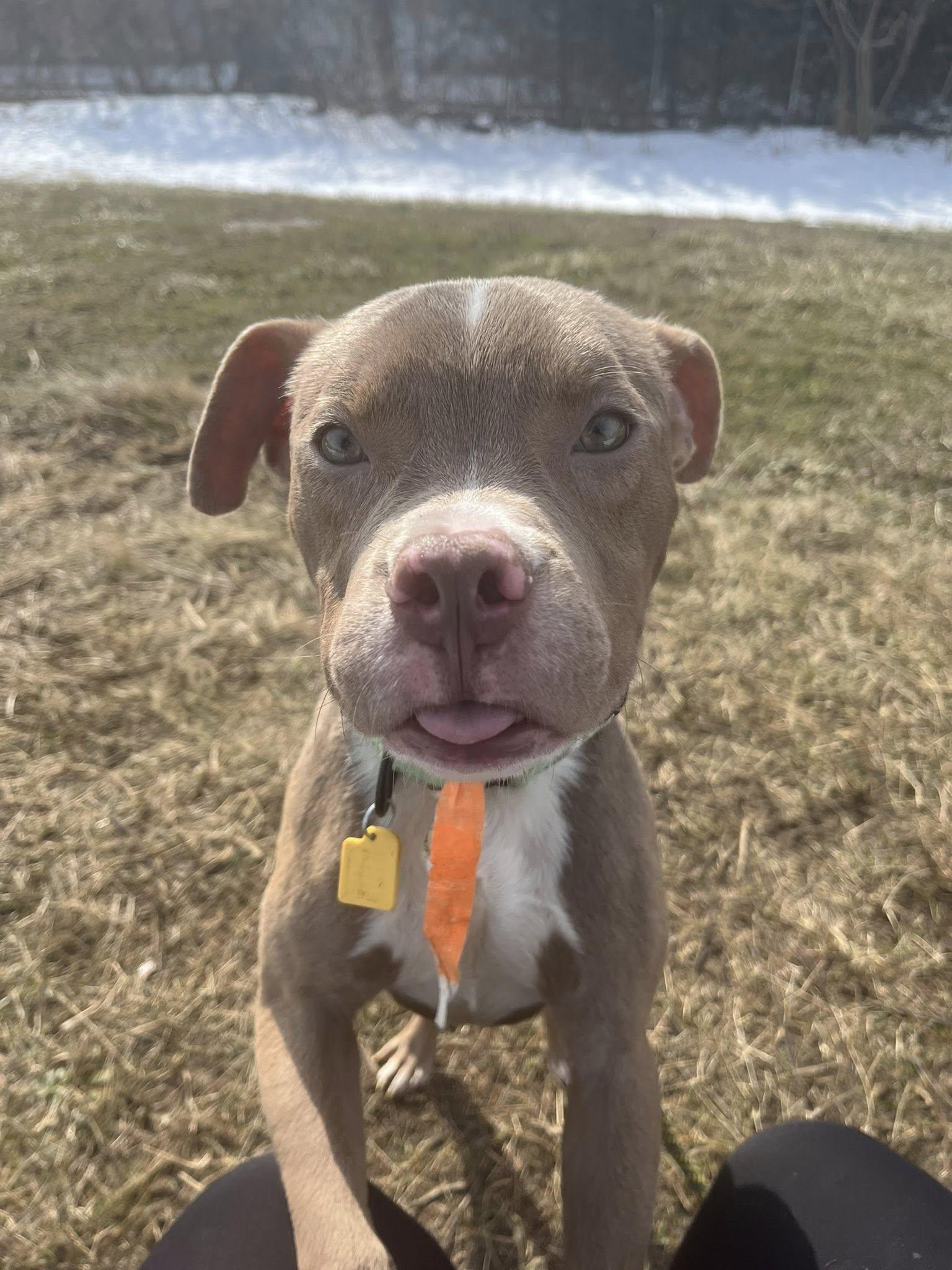 Rory, adopted, Young Male Pit Bull Terrier.