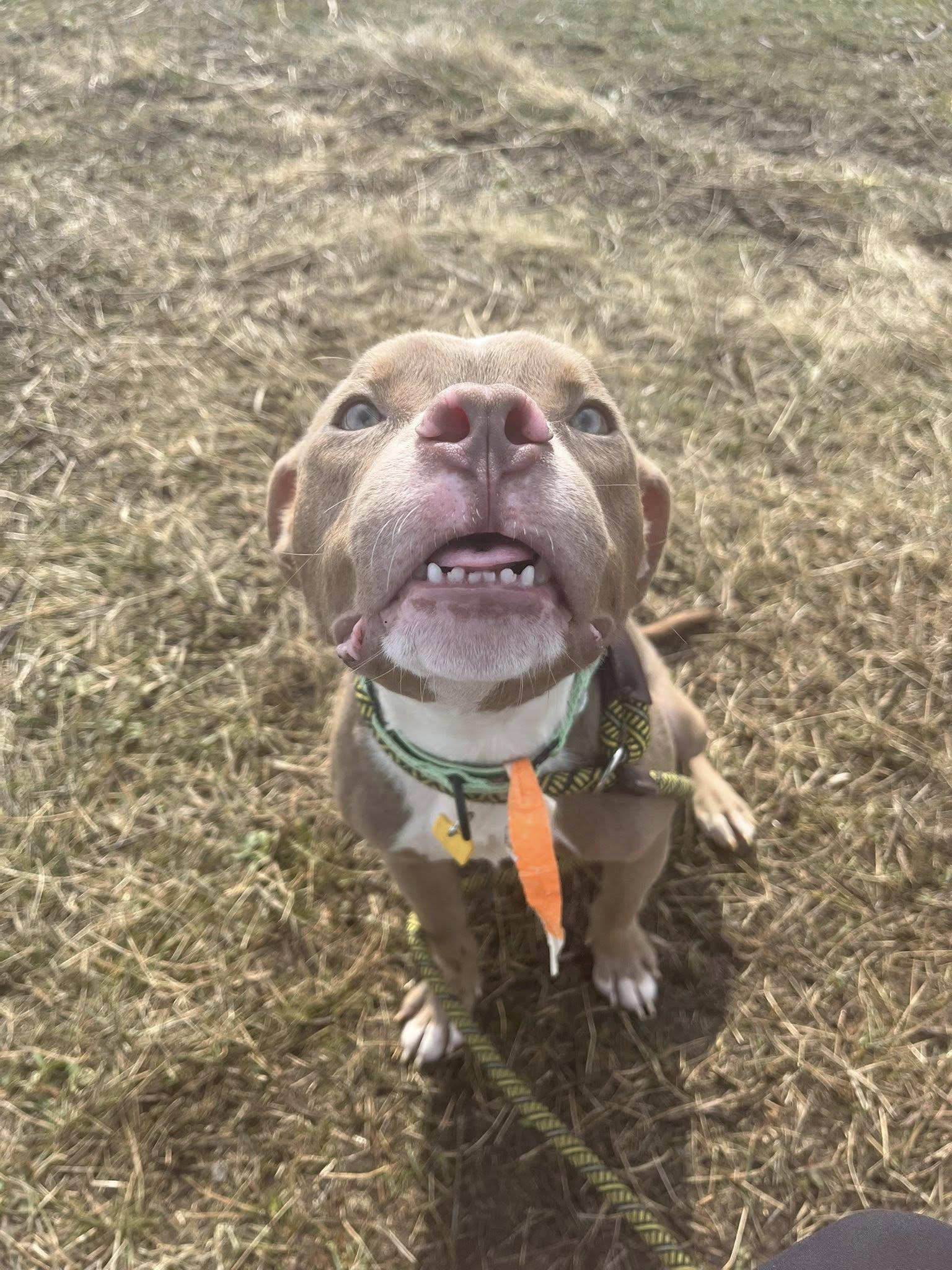 Enlarge Rory, an adopted mixed breed in Cleveland, OH image 4/6