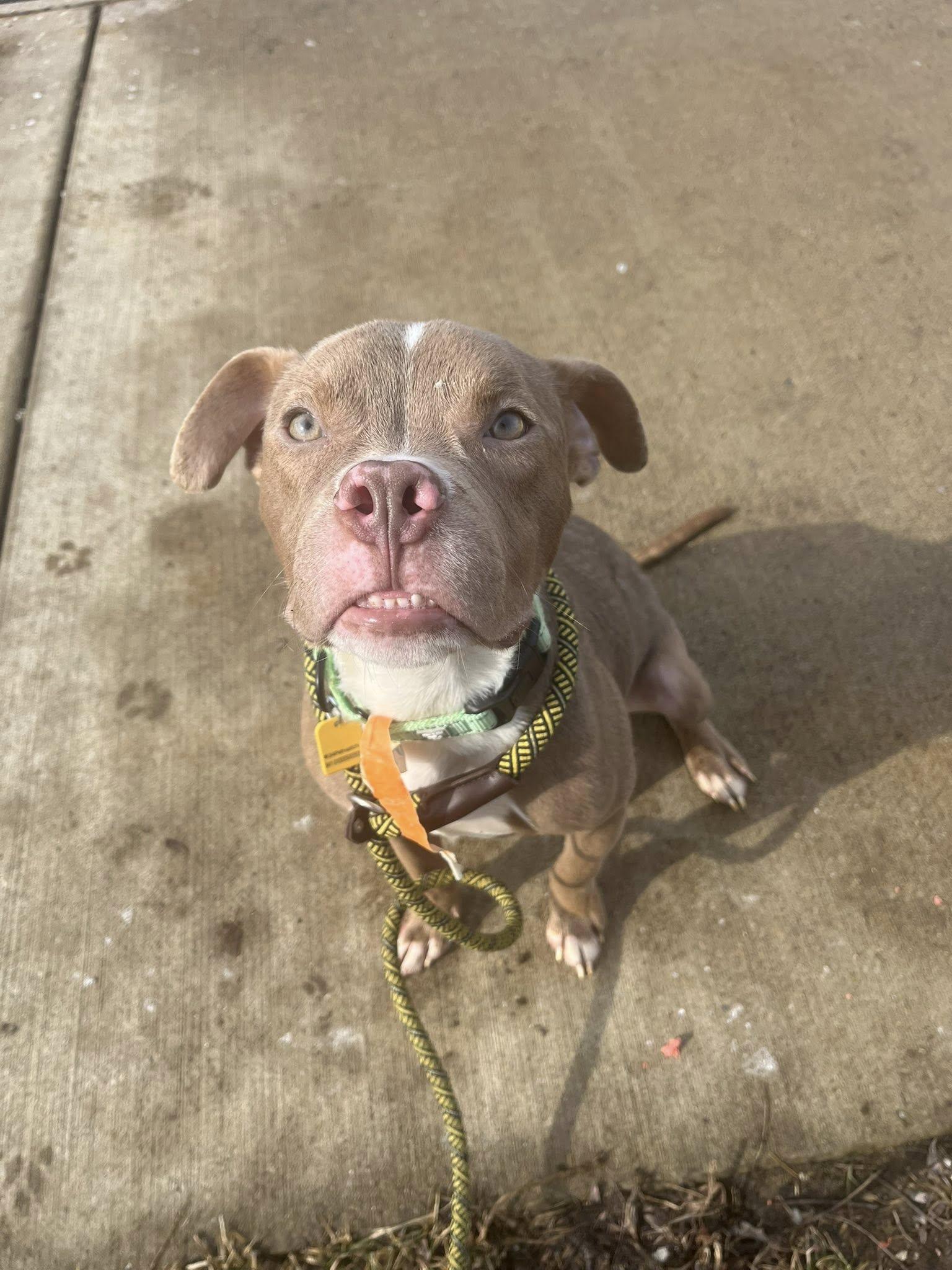 Enlarge Rory, an adopted mixed breed in Cleveland, OH image 6/6