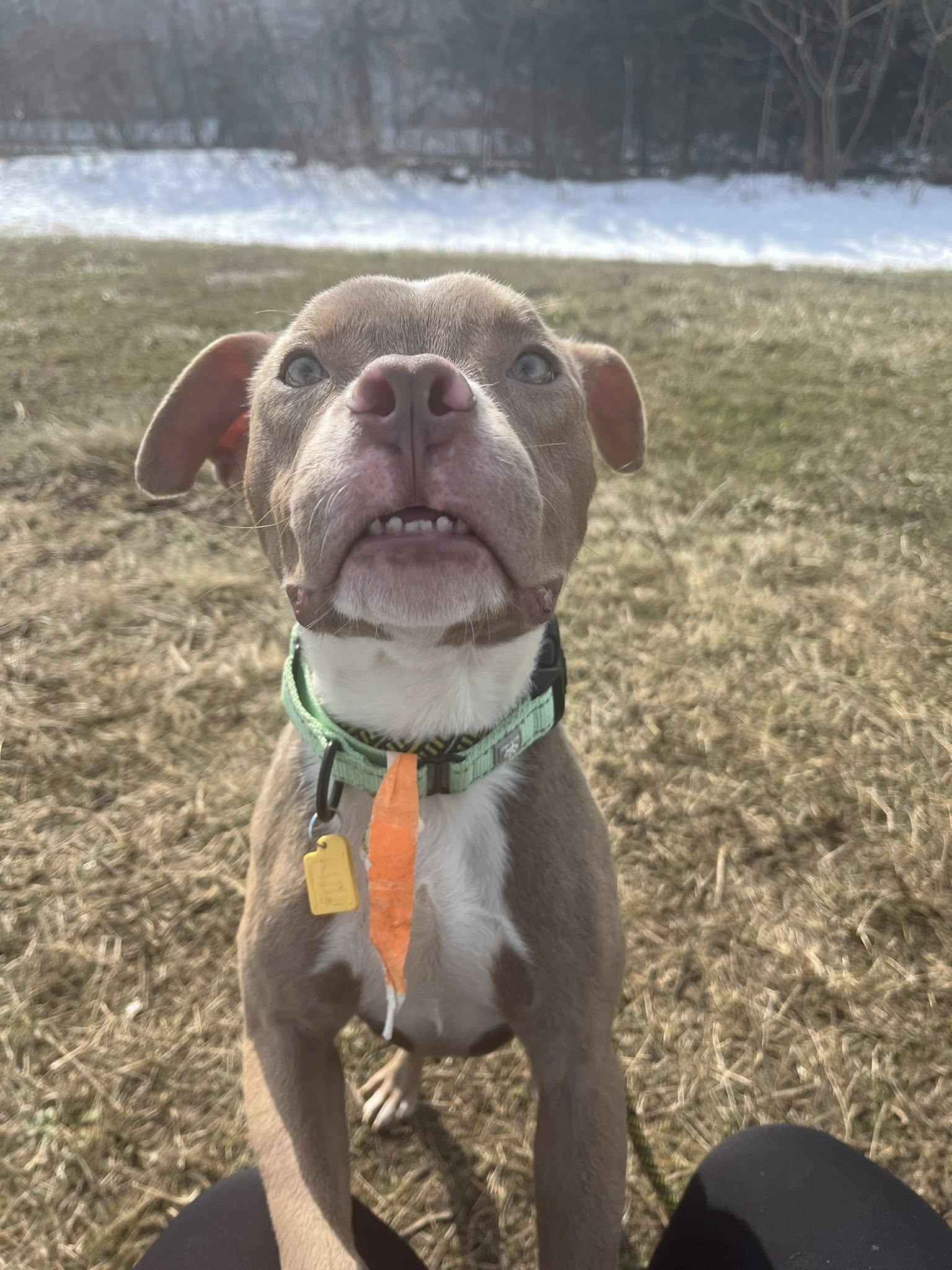 Enlarge Rory, an adopted mixed breed in Cleveland, OH image 5/6