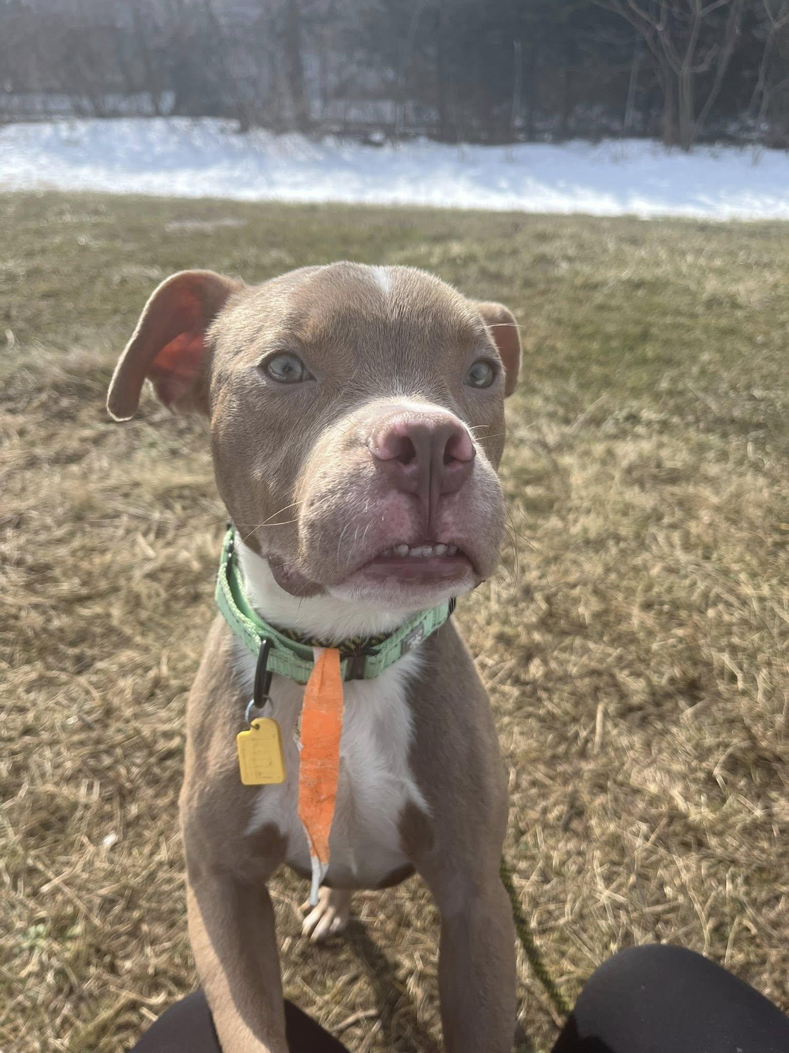 Enlarge Rory, an adopted mixed breed in Cleveland, OH image 3/6
