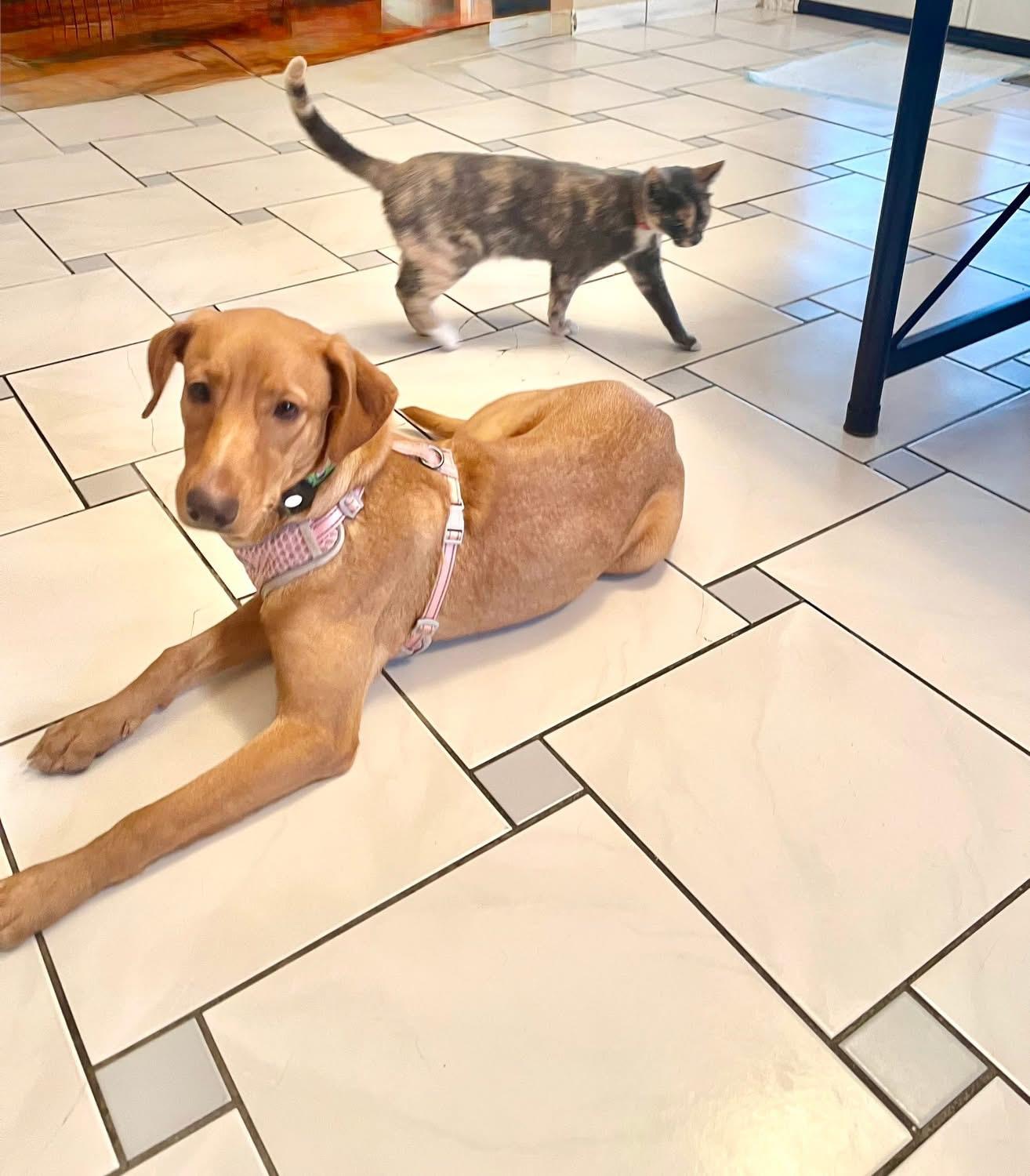 Enlarge Fresa, a Adopted mixed breed in Dunnville, ON image 1/3