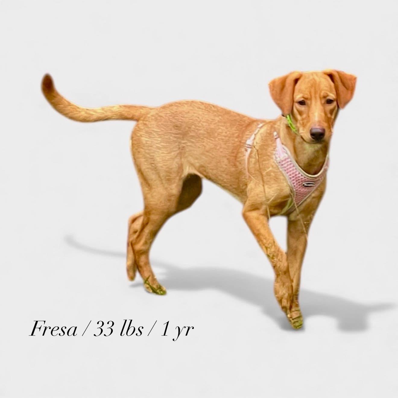 Fresa, Adopted, Young Female Labrador Retriever.