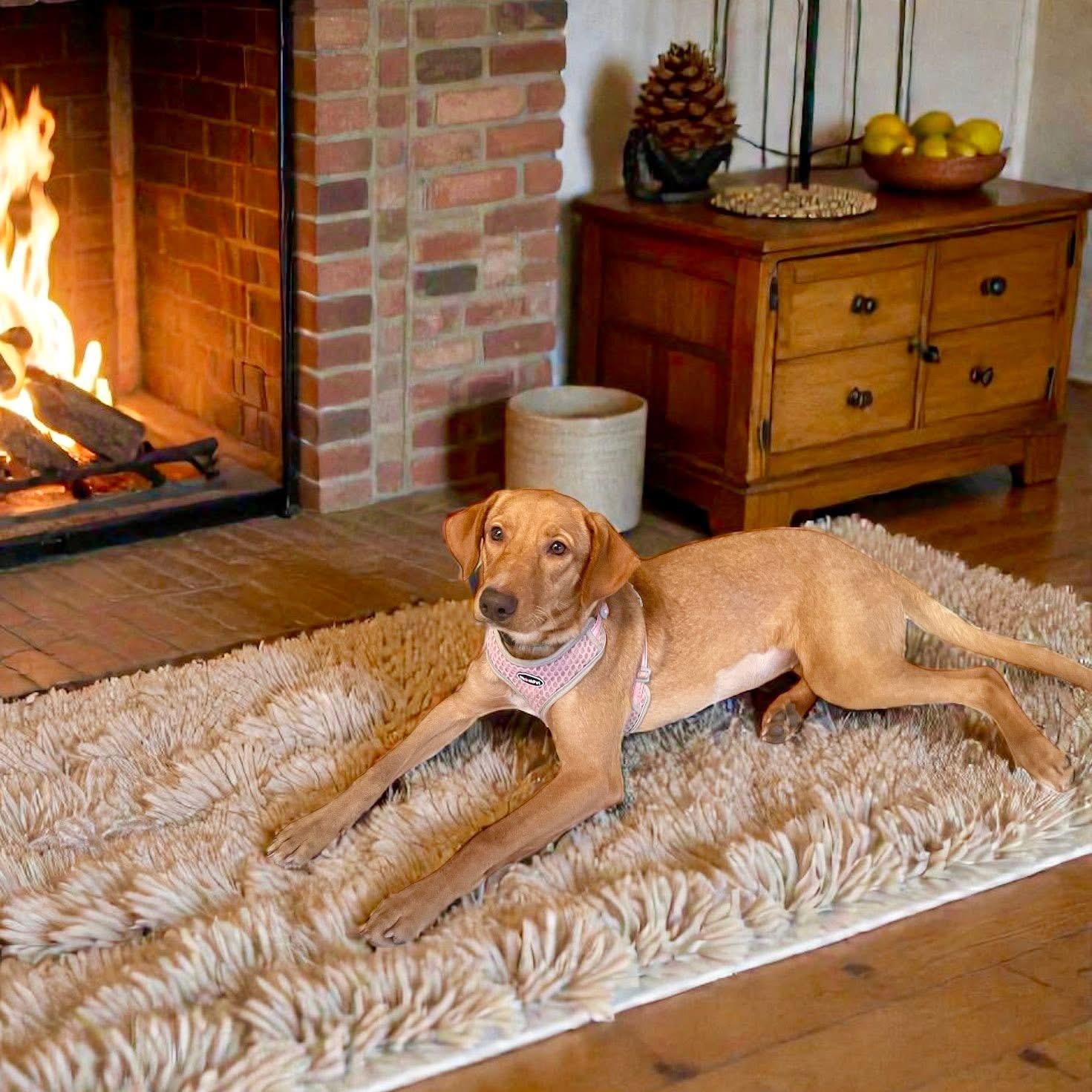 Enlarge Fresa, a Adopted mixed breed in Dunnville, ON image 3/3