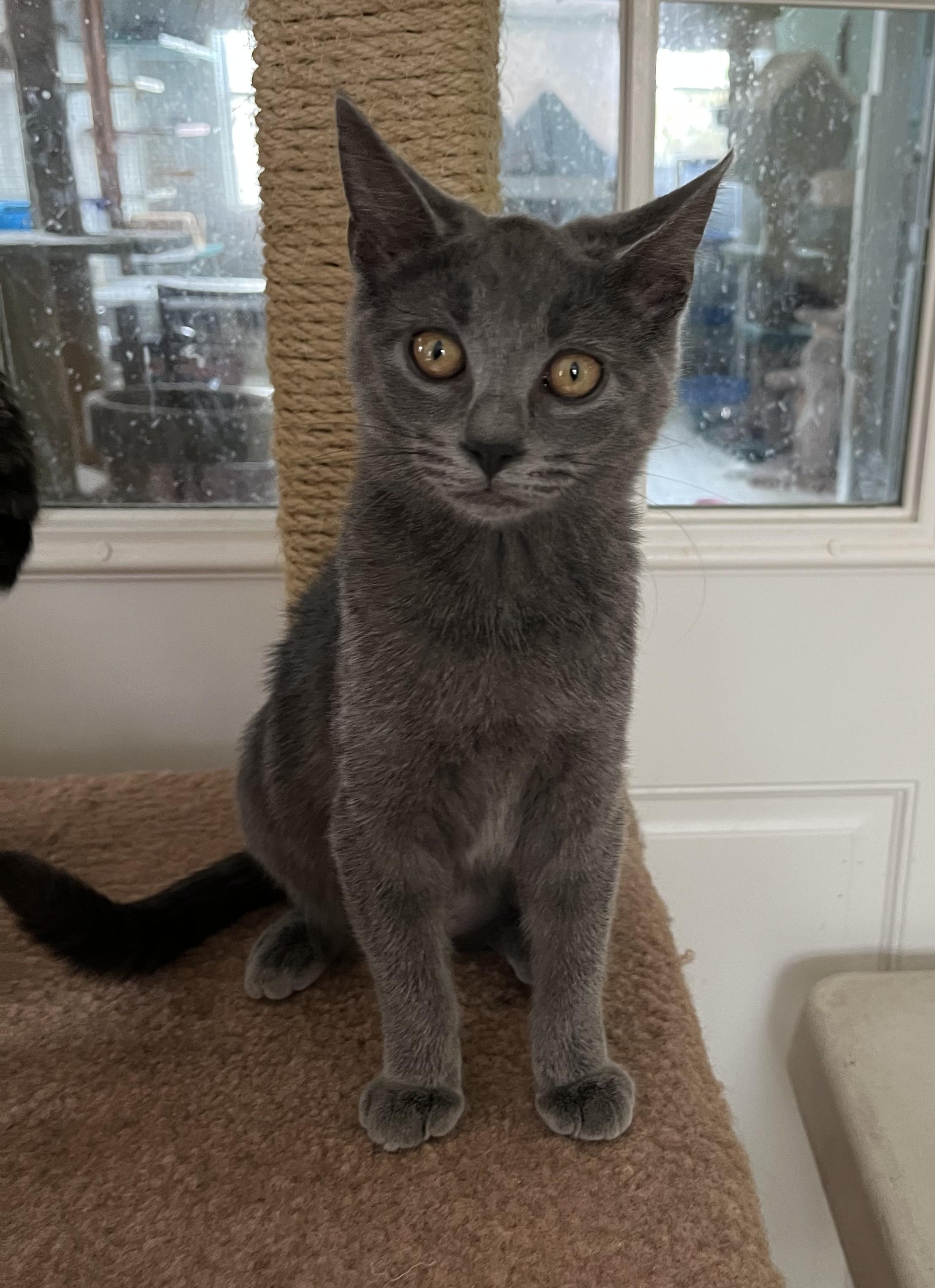 Enlarge Pepper Ann Shewman (sweet and beautiful gray girl!), an adopted Domestic Short Hair in Stowe, PA image 1/2