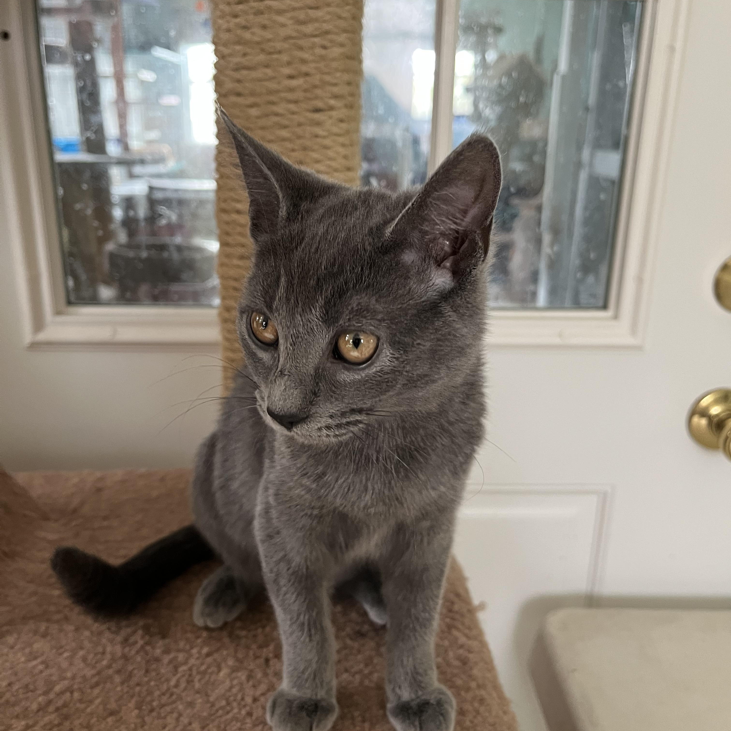 Enlarge Pepper Ann Shewman (sweet and beautiful gray girl!), an adopted Domestic Short Hair in Stowe, PA image 2/2