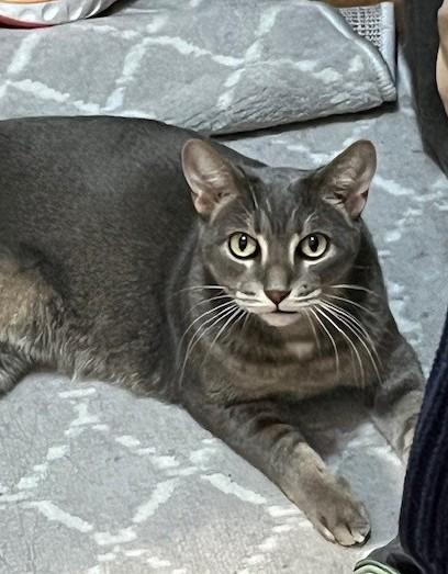 Enlarge Miley, a ADOPTABLE Domestic Short Hair in Chicago, IL image 4/6