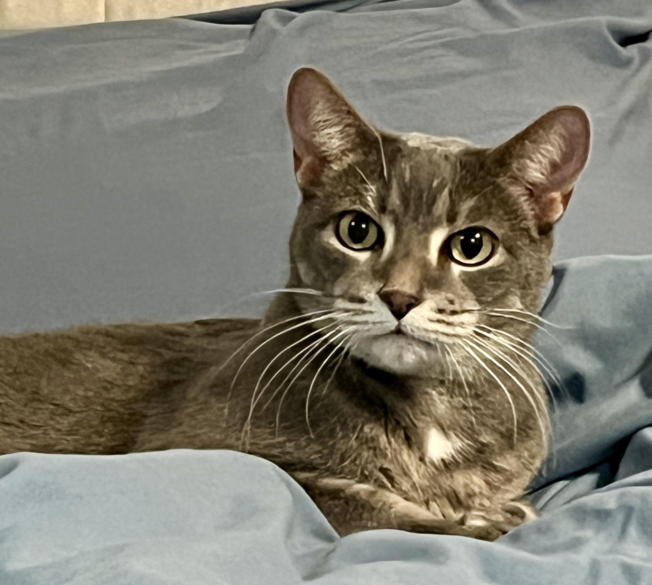 Miley, ADOPTABLE, Senior Female Domestic Short Hair.