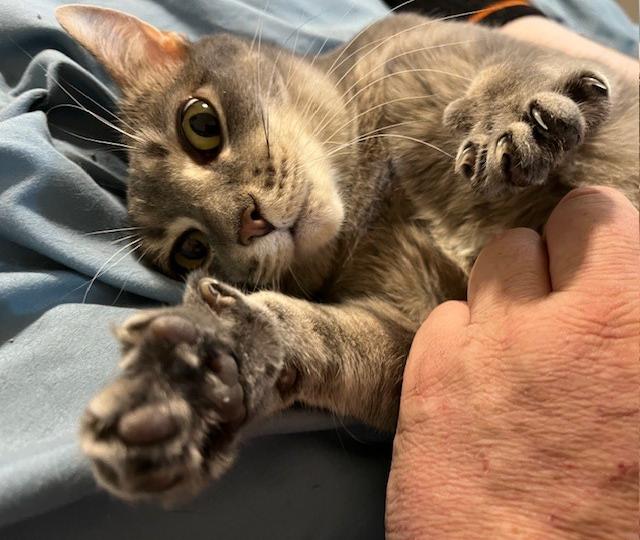 Enlarge Miley, a ADOPTABLE Domestic Short Hair in Chicago, IL image 5/6