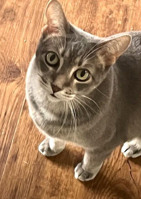 Enlarge Miley, a ADOPTABLE Domestic Short Hair in Chicago, IL image 3/6