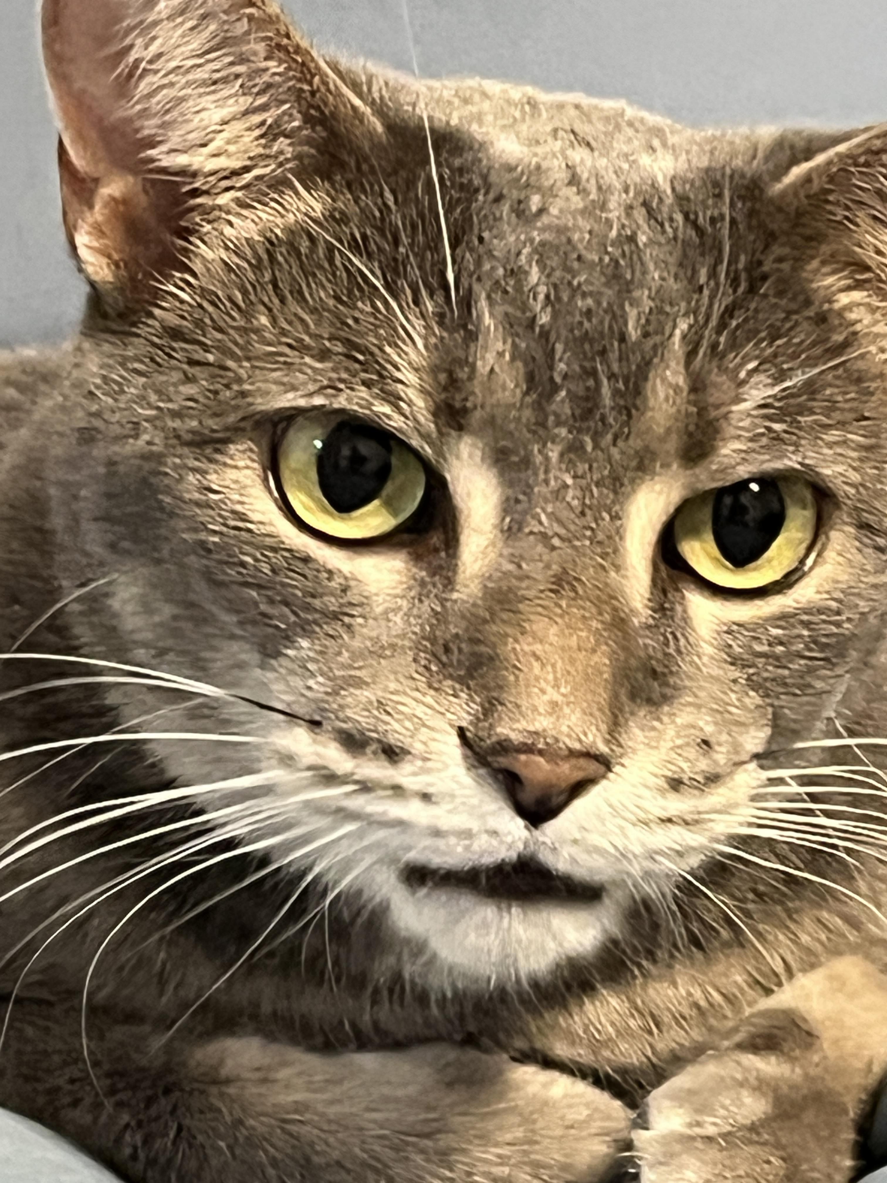 Enlarge Miley, a ADOPTABLE Domestic Short Hair in Chicago, IL image 2/6