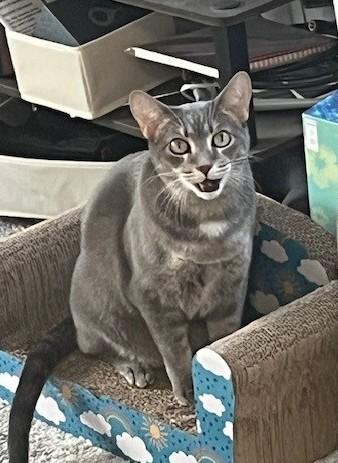 Enlarge Miley, a ADOPTABLE Domestic Short Hair in Chicago, IL image 6/6