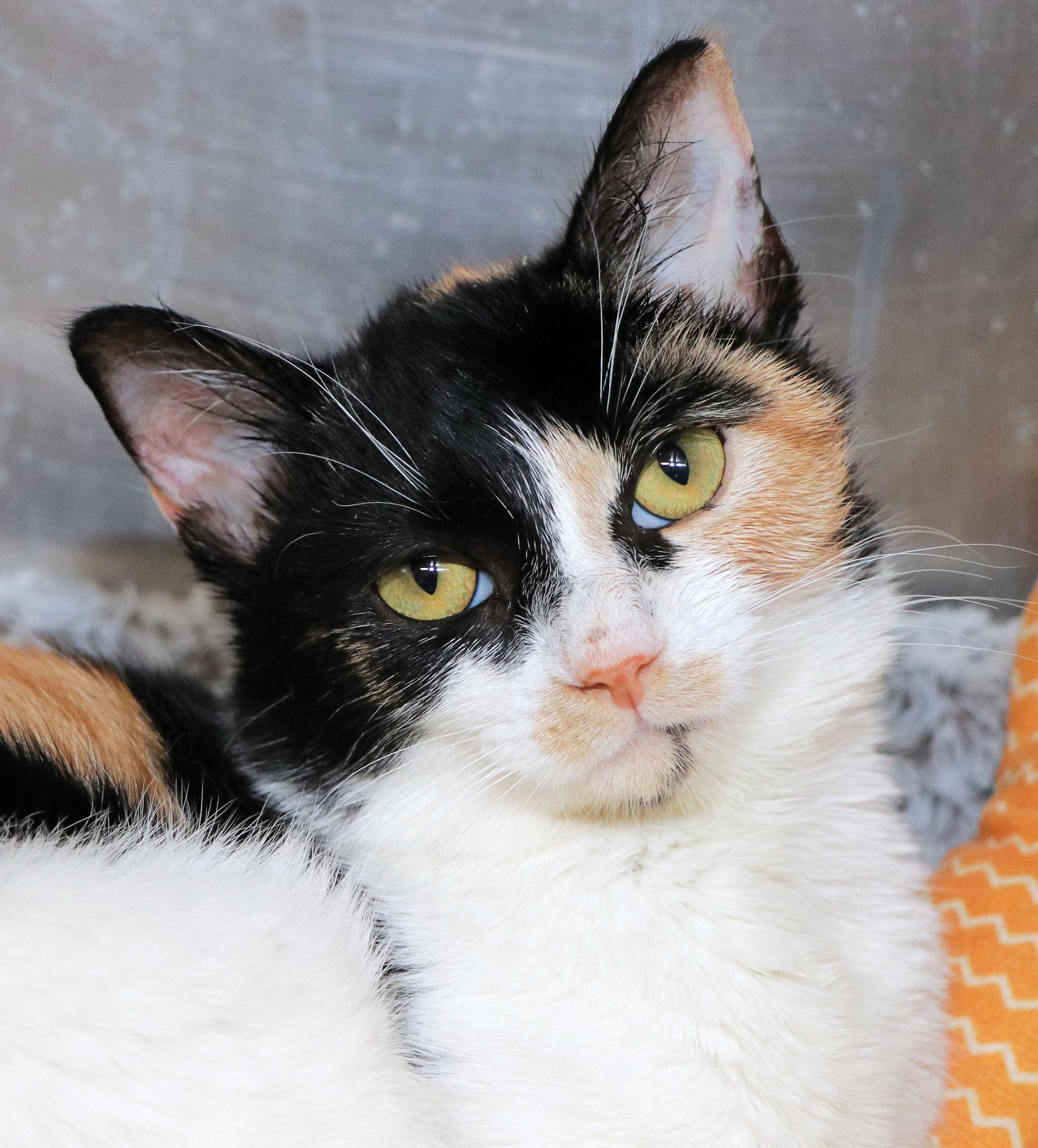 Enlarge Confetti, an adopted Domestic Short Hair in Cincinnati, OH image 1/1