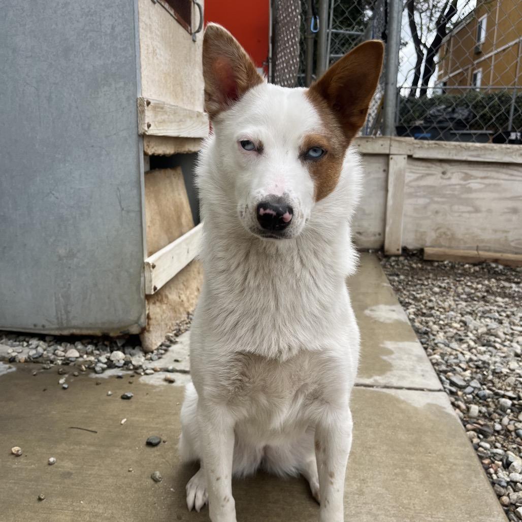 Enlarge Nitro, a Adoptable Cattle Dog in Westminster, CA image 1/5