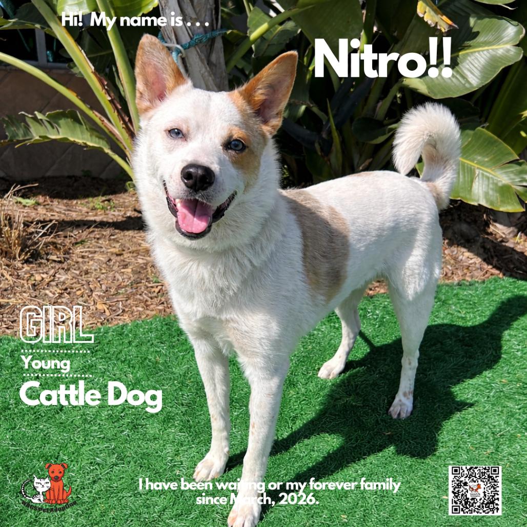 Enlarge Nitro, a Adoptable Cattle Dog in Westminster, CA image 2/5