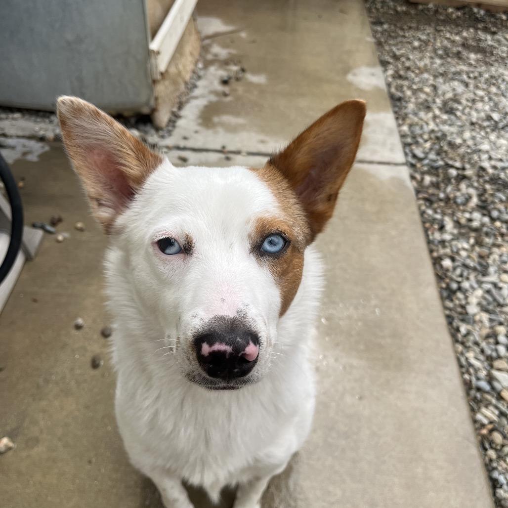 Enlarge Nitro, a Adoptable Cattle Dog in Westminster, CA image 3/5