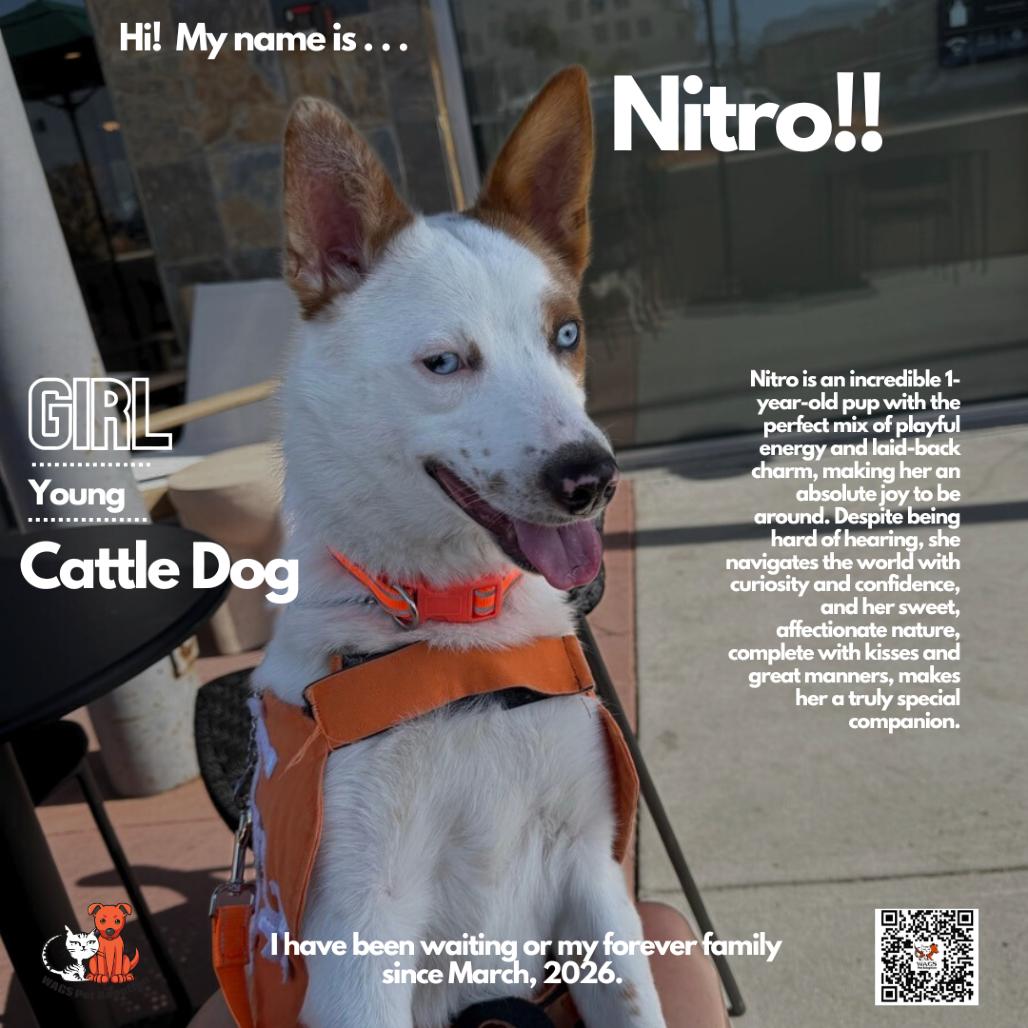 Enlarge Nitro, a Adoptable Cattle Dog in Westminster, CA image 5/5